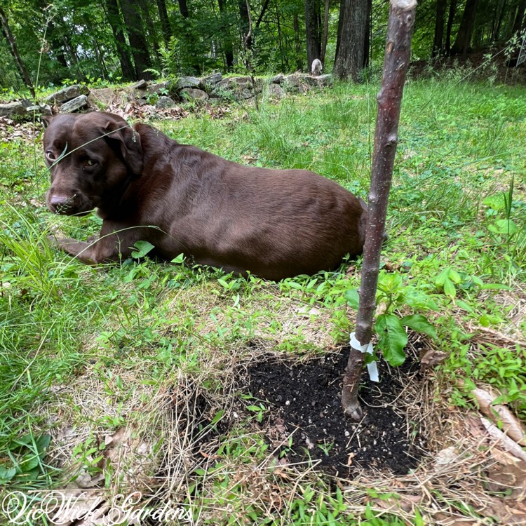 plant image 1734905