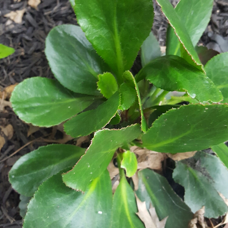 Plant image Bergenia 'Sakura' (Dragonfly Series)