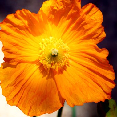 Papaver rupifragum 'Tangerine Dream'