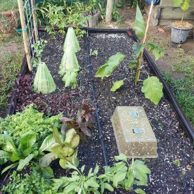 Kurt's garden