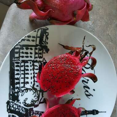 Dragon Fruit Cactus