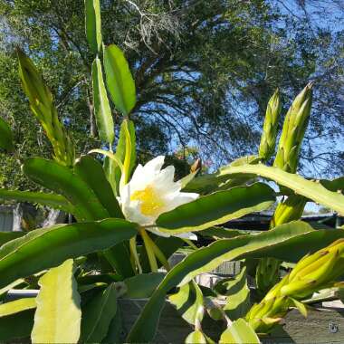 Dragon Fruit Cactus