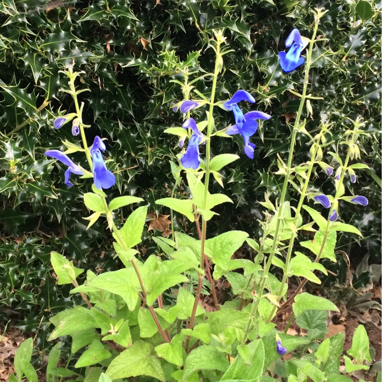 plant image 240170