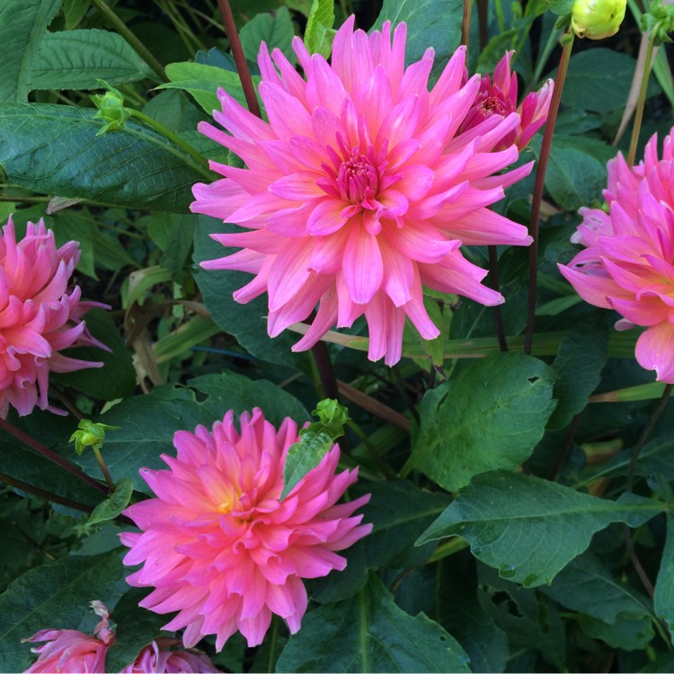 Plant image Dahlia 'Karma Fuchsiana'