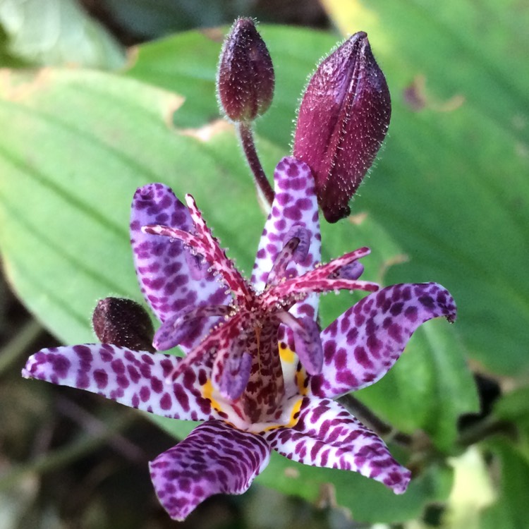 Plant image Tricyrtis formosana 'Dark Beauty'