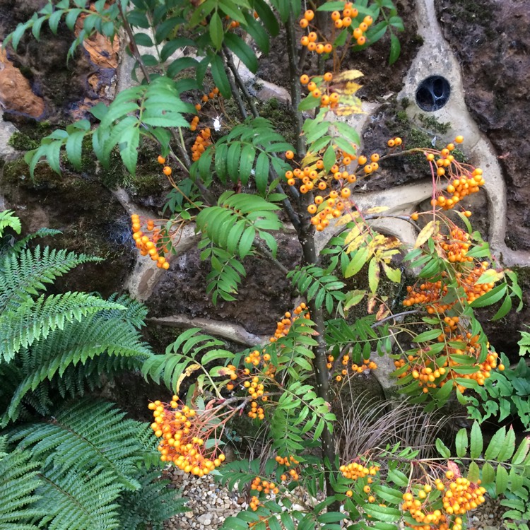 Plant image Sorbus aucuparia 'Autumn Spire'