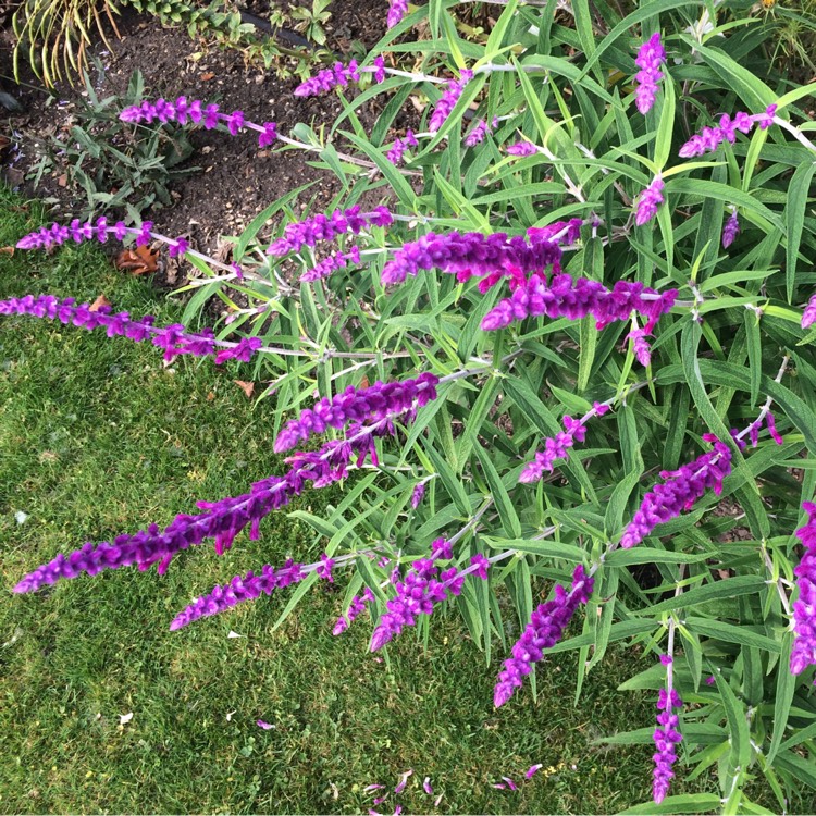 Plant image Salvia leucantha 'Midnight' syn. Salvia leucantha 'Purple Velvet', Salvia leucantha 'All Purple'