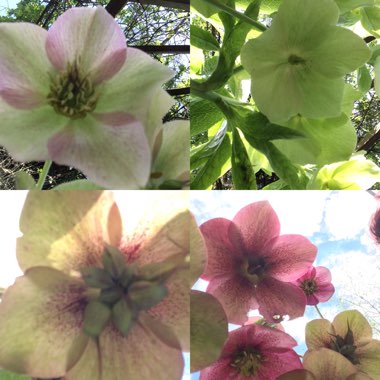 Helleborus