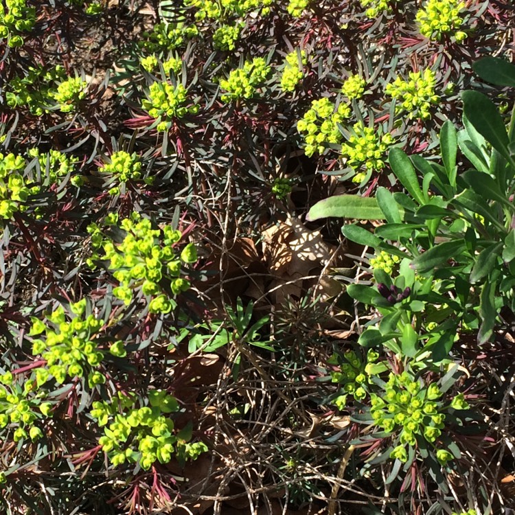 Plant image Euphorbia cyparissias 'Fen's Ruby'