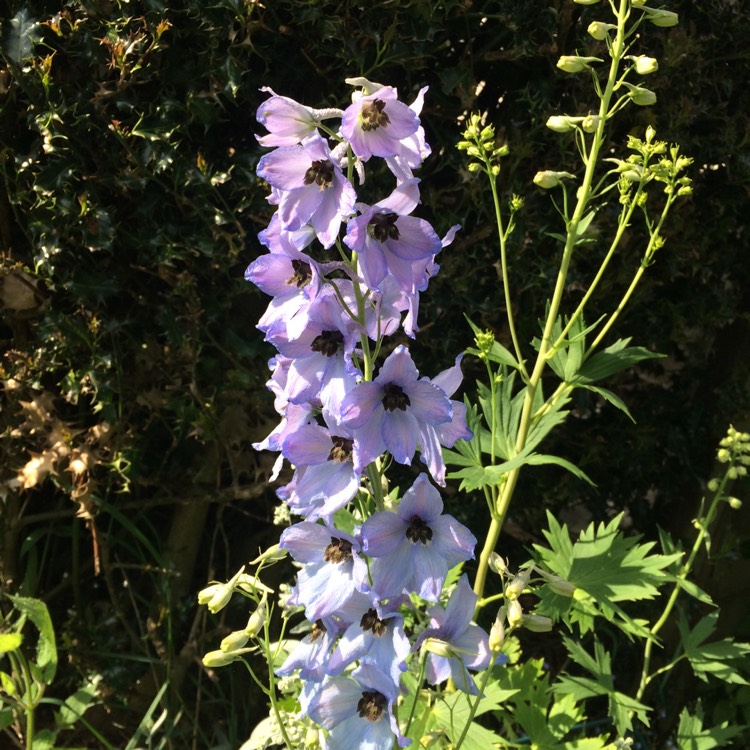plant image 431488