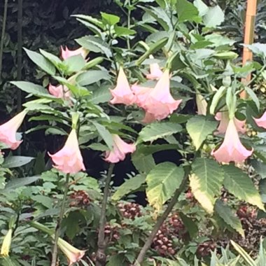 Brugmansia versicolor 'Ecuador Pink'
