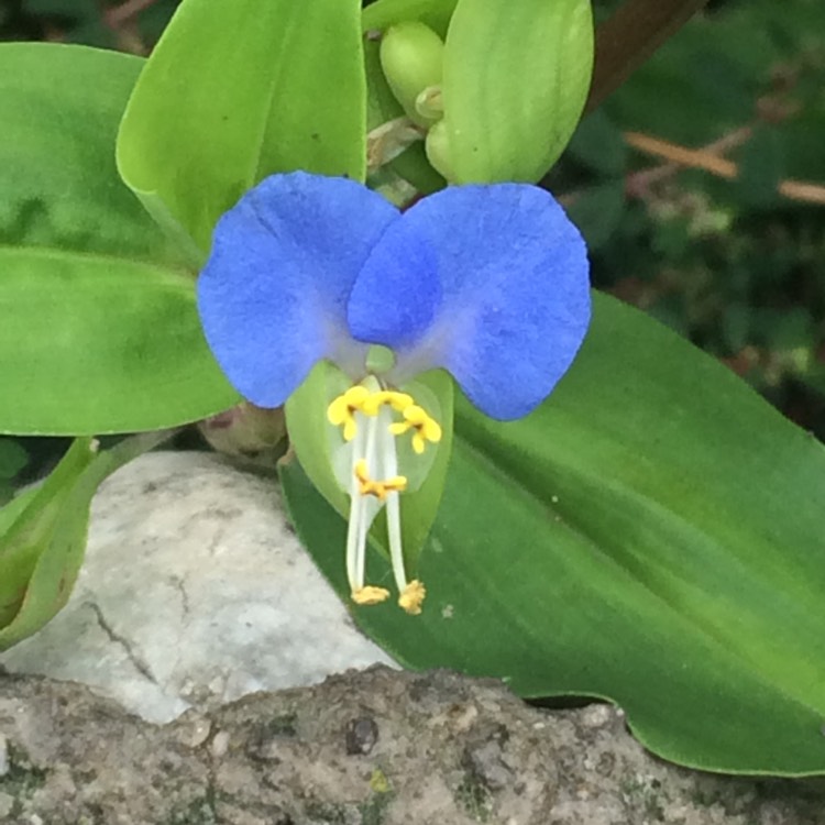 Plant image Tinantia anomala syn.Tradescantia anomola, Tradescantia texensis