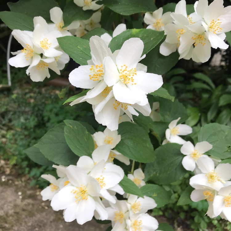 plant image 752175