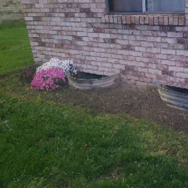 Michael's garden