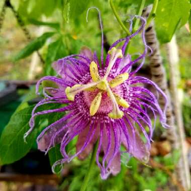 Dana's garden