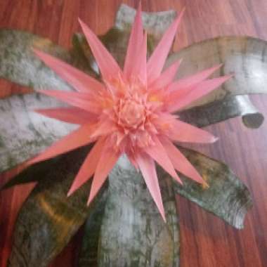 Bromeliad