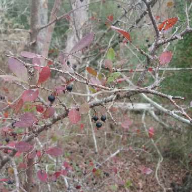 Dana's garden