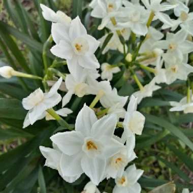 Dana's garden