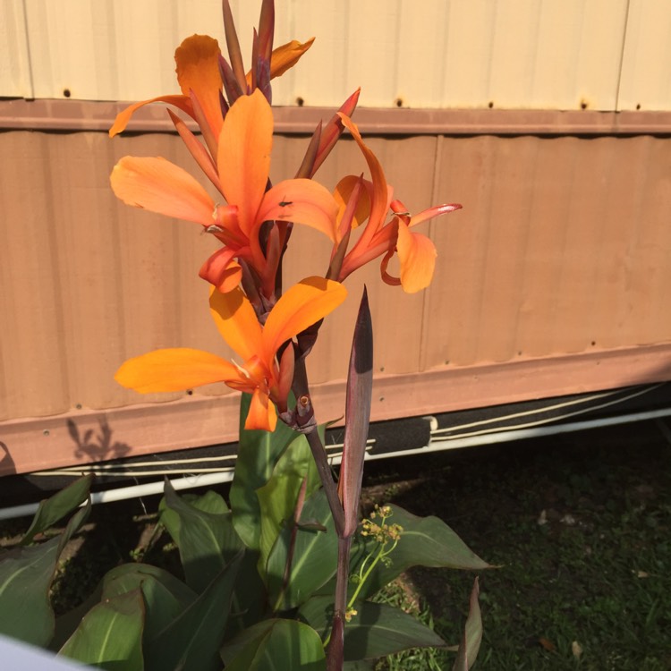 plant image 352534 plant image 352534