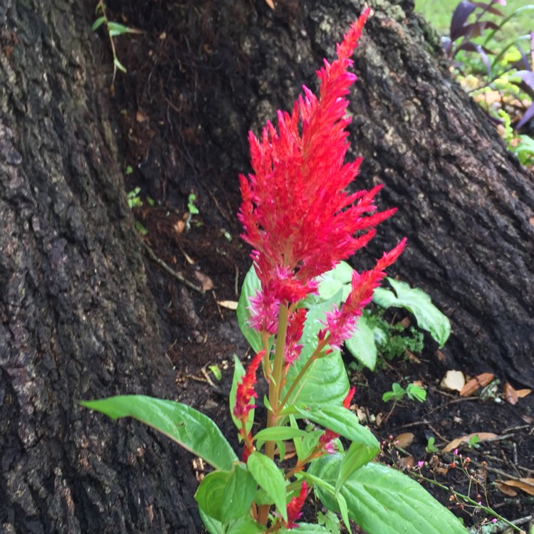 Plant image Celosia argentea plumosa