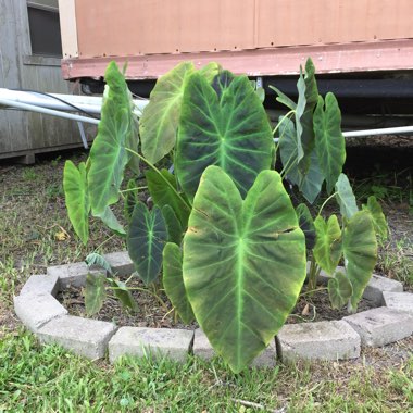 Colocasia esculenta 'Black Magic'