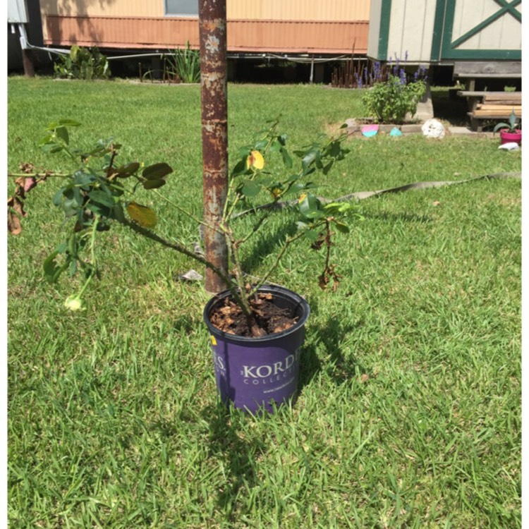 plant image 496399