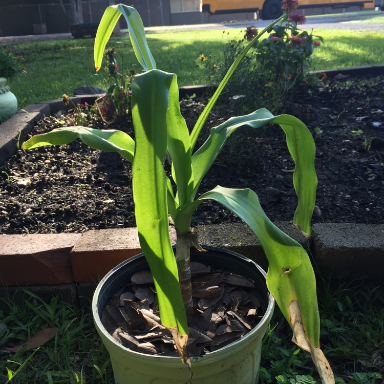 plant image 516191