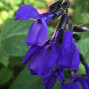 Salvia Guaranitica 'Black and Blue'