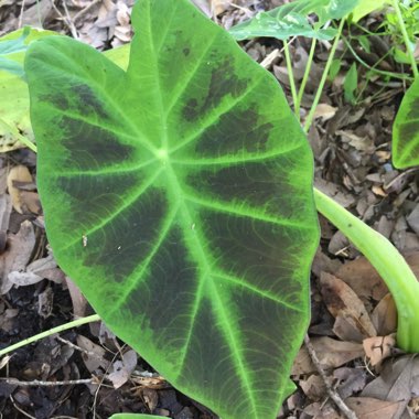 Colocasia esculenta 'Black Magic'