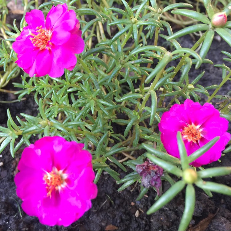 Plant image Portulaca grandiflora 'Pink'