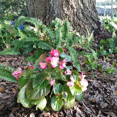 Begonia