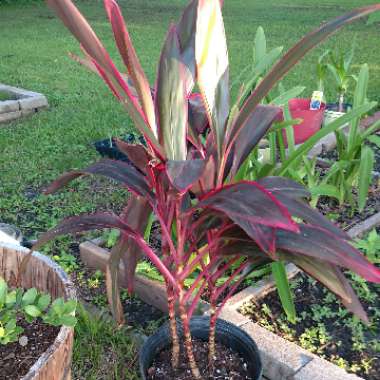 Cordyline fruticosa