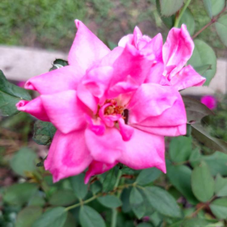 plant image 526293