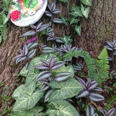 Syngonium podophyllum