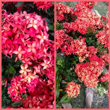 Ixora coccinea