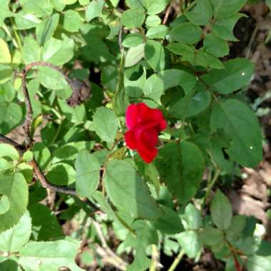 Rosa 'Radrazz' syn. Rosa 'Knock Out', Rosa 'Red Knock Out'