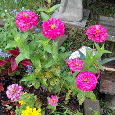 Zinnia elegans 'Purple Prince'
