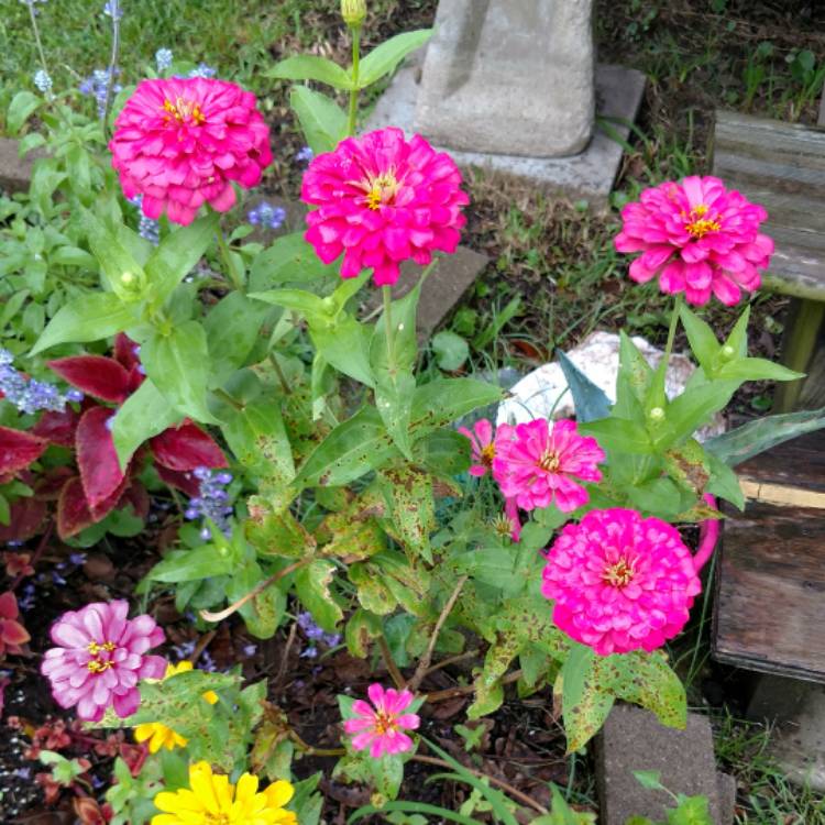 plant image 529148 plant image 529148