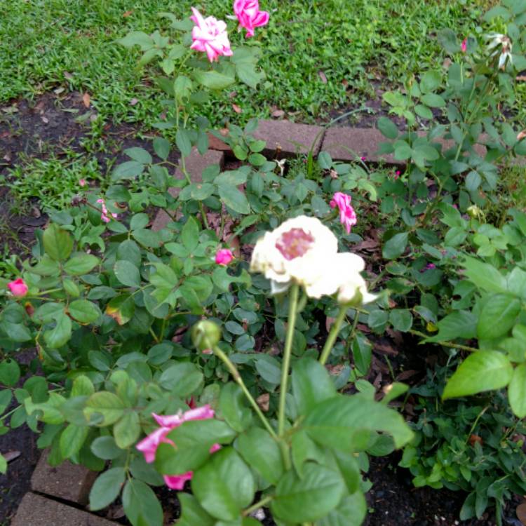 plant image 533252