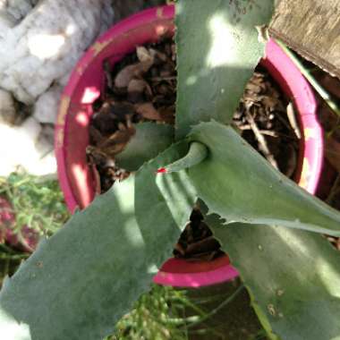 Agave desmettiana Variegata