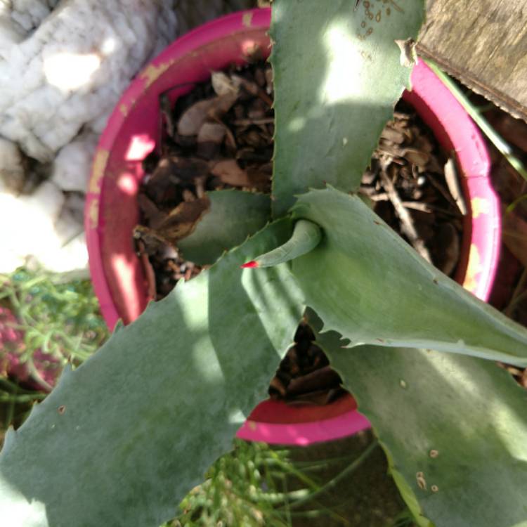 Plant image Agave desmettiana Variegata