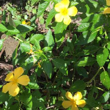 Turnera ulmifolia