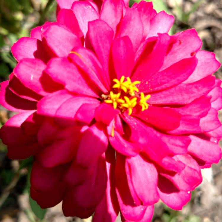 Plant image Zinnia elegans 'Purple Prince'