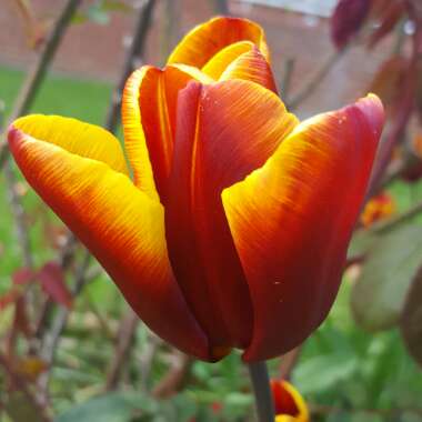 Tulipa 'Abu Hassan'
