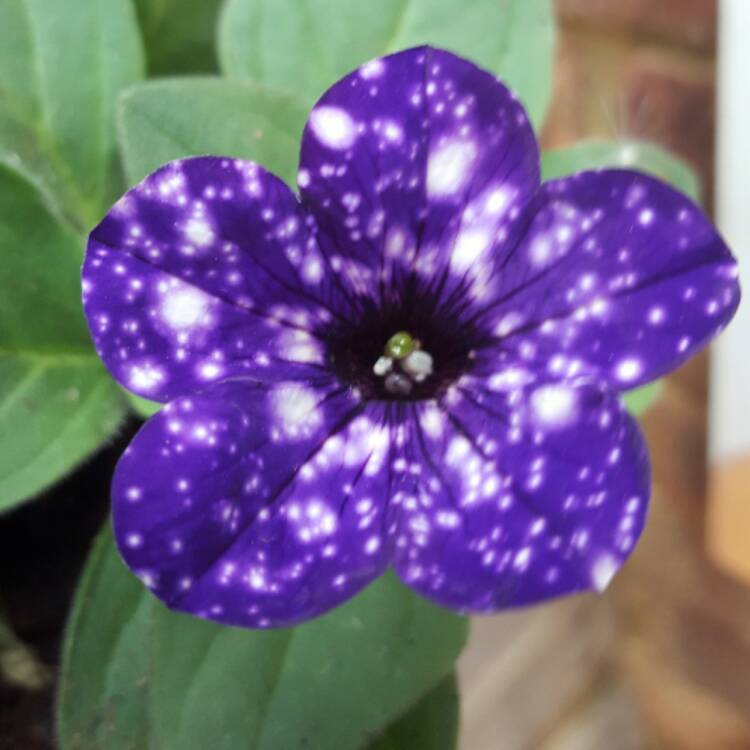 plant image 382403
