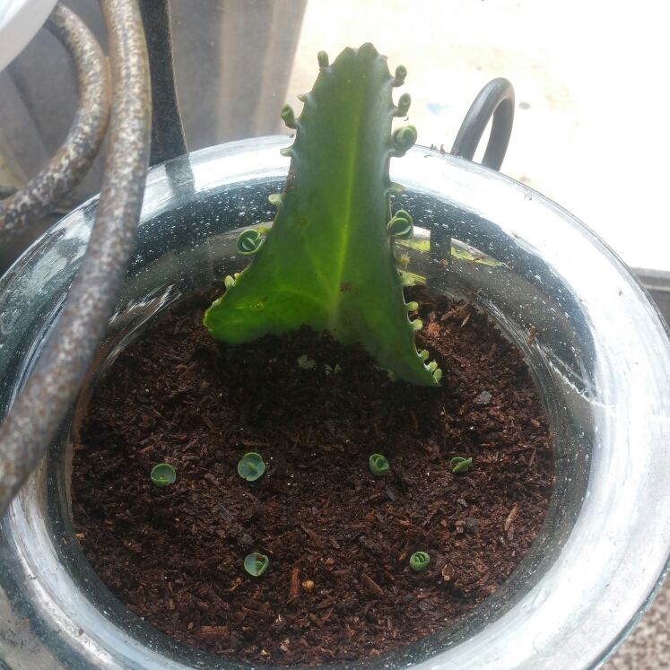 Plant image Kalanchoe Laetivirens 'Big Momma'