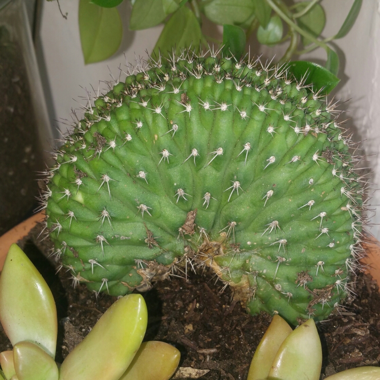 Plant image Echinopsis cristata 'Caterpillar'