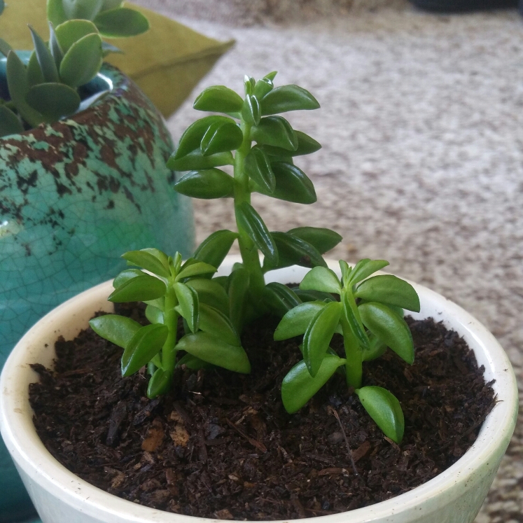 plant image 1105592
