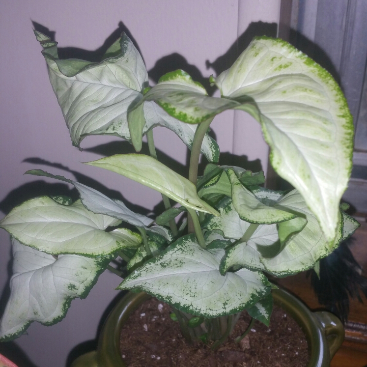 Plant image Syngonium podophyllum 'Holly'