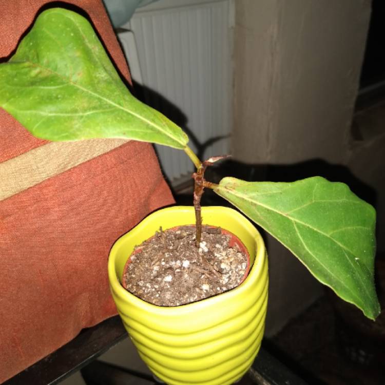 plant image 1184834